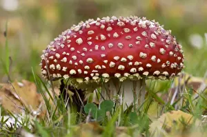 Hampshire Prints: Fly Agaric (Amanita muscaria) freshly sprouted fruiting body