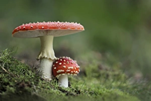 Poison Prints: Fly Agaric (Amanita muscaria) two fruiting bodies