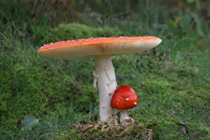 Fly Agaric (Amanita muscaria) fruiting bodies, growing amongst moss in Silver Birch (Betula pendula) woodland