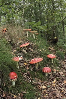 Fly Agaric (Amanita muscaria) fruiting bodies, growing in woodland habitat, Derbyshire, England, september