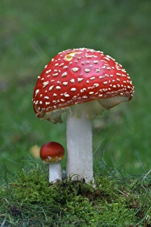 Fly Agaric (Amanita muscaria) fruiting bodies, growing amongst moss in woodland, Leicestershire, England, september