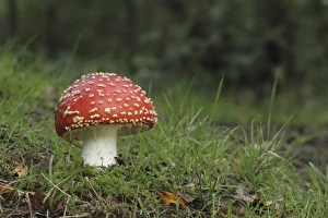 Poison Prints: Fly Agaric (Amanita muscaria) fruiting body
