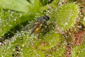 Hairs Prints: A fly caught on the sticky hairs of a sundew