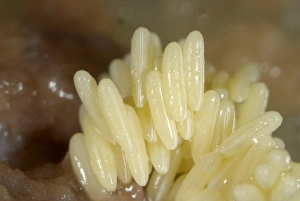 Meat Prints: Fly eggs laid on rotting meat