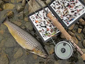 : Fly fishing, Brown Trout (Salmo trutta) catch with rod and fly box