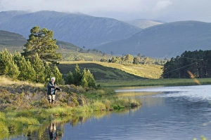 Fly fishing for trout in freshwater loch, Loch a Chnuic, Abernethy Forest, Strathspey, Cairngorms N. P