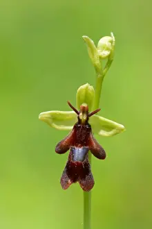 Oxfordshire Prints: Fly Orchid (Ophrys insectifera) close-up of flower and flowerbud