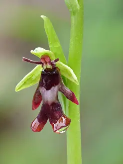 Fly Orchid (Ophrys insectifera) close-up of flower with raindrops, Dolomites, Italian Alps, Italy, June