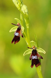 Orchids Prints: Fly Orchid (Ophrys insectifera) close-up of flowers, Buckinghamshire, England, May