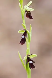 Fly Orchid (Ophrys insectifera) close-up of flowerspike, Chappetts Close, Hampshire, England, May