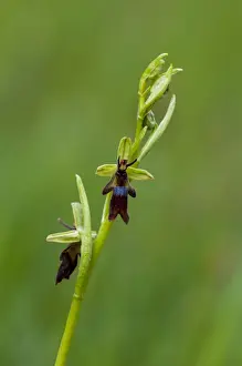 Fly Orchid (Ophrys insectifera) close-up of flowerspike, growing on roadside verge, Sandside, Cumbria, England, May