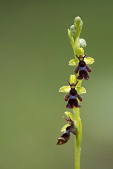 Fly Orchid (Ophrys insectifera) flowering, Peak District, Derbyshire, England, may