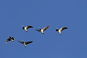 Flying Barnacle Geese on Islay Scotland
