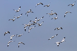 Havergate Prints: Flying flock of Avocets - Havergate Marsh Suffolk
