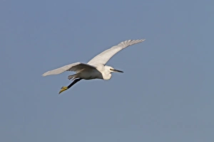 Little Prints: Flying Little Egret - Botswana