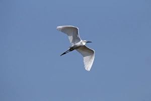 Flying Little Egret - Lake Kerkini, Northern Greece