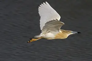 Ralloides Prints: Flying Squacco Heron at Lake Kerkini, Northern Greece