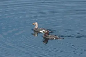 Drakes Prints: Flying Steamerduck (Tachyeres patachonicus) adult pair