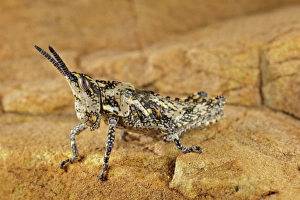 Karoo Prints: Foam Grasshopper (Ochrophlebia sp)