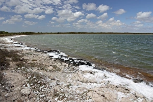 Bank Prints: Foam (salt) blown onto bank of saline coastal lake