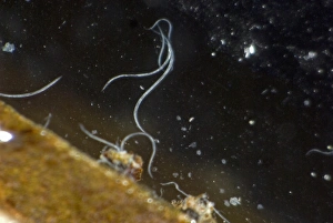 Spot Prints: Foliar nematode, Aphelenchoides spp