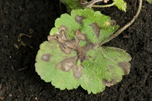 Foliar nematode, Aphelenchoides spp, angular leaf spotting on an ornamental anemone plant leaves