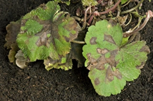 Foliar nematode, Aphelenchoides spp, angular leaf spotting on an ornamental anemone plant leaves