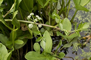 Pond Prints: Fools Watercress (Apium nodiflorum) flowering