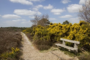 Foot Prints: Foot path on Dunwich Heath, Suffolk - early spring