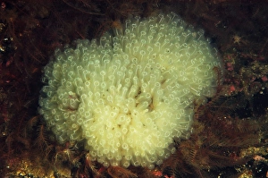 Colonial Prints: Football Sea-squirt (Diazona violacea) adults