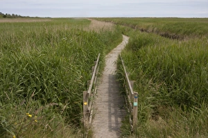 Boardwalks Prints: Footbridge and boardwalk in coastal marshland habitat