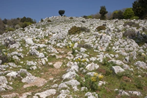 Pathway Prints: Footpath through limestone pavement habitat