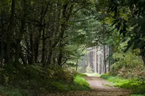 Foot Paths Prints: Footpath through mixed deciduous and coniferous woodland habitat