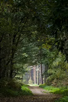 Footpath through mixed deciduous and coniferous woodland habitat, Clumber Park, Nottinghamshire, England, october