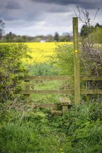 Foot Paths Prints: Footpath sign and stile, leading into Oilseed Rape (Brassica napus) field
