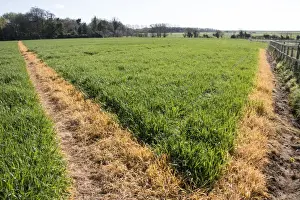 Spray Prints: A footpath across a wheat field has been sprayed with roundup to keep it clear for public access