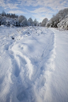 Footprint Prints: Footprints in snow covered urban park