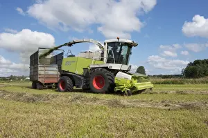 Cultivate Prints: Forage harvesting silage, Cls Jaguar 850 forage harvester cutting grass and loading wagon