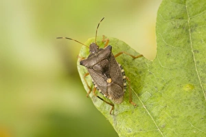 Bugs Prints: Forest Bug (Pentatoma rufipes) adult, resting on oak leaf, Sussex, England