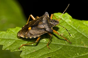 Forest Bug (Pentatoma rufipes) adult, resting on leaf, Brede High Woods, West Sussex, England, september