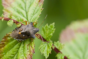Drops Prints: Forest Bug (Pentatoma rufipes) adult