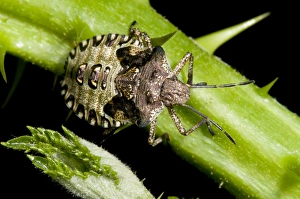 Stem Prints: Forest Bug (Pentatoma rufipes) final instar nymph