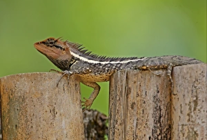 Kaeng Krachan Prints: Forest Crested Agama (Calotes emma) adult male