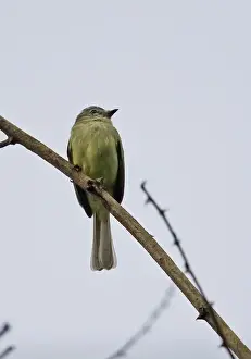 Tyrant Flycatcher Prints: Forest Elaenia (Myiopagis gaimardii macilvainii) adult