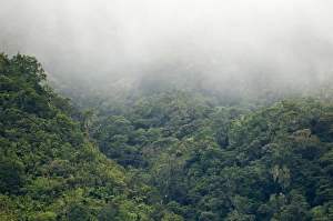 Slopes Prints: Forest habitat on slopes of inactive volcano
