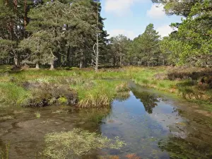Caledonian Prints: Forest lochan habitat, Abernethy National Nature Reserve