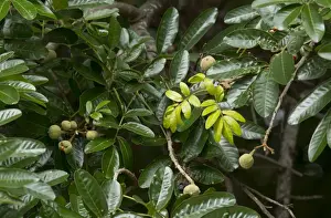 Leaves Prints: Forest Mahogany (Trichilia dregeana) close-up of leaves and fruit, Kruger N. P