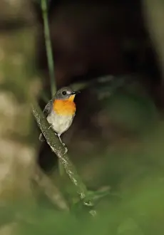 Rainforest Prints: Forest Robin (Stiphrornis erythrothorax erythrothorax) adult