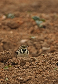Wagtails Prints: Forest Wagtail (Dendronanthus indicus) adult
