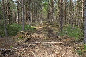 Coniferous Prints: Forestry machinery track through coniferous forest, Sweden, july